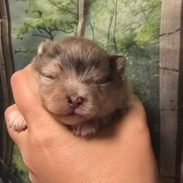 Girl - Blue merle female Pomeranian puppy in Bloomingdale, New Jersey from Bella Luna Pomeranians