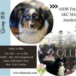 Toy Australian Shepherd puppies from TK Standard, Mini, & Toy Aussies