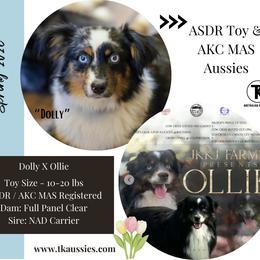 Toy Australian Shepherd puppies from TK Standard, Mini, & Toy Aussies