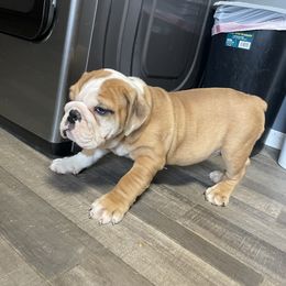 Bulldog Puppies from Tiffany Thelen's Bulldogs