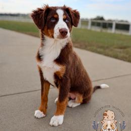 America - female Toy Australian Shepherd puppy in San Antonio, Texas from Wigglebutts Unlimited