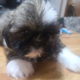 Boy 1 - Tricolor male Shih Tzu puppy in Belleville, Michigan from Patricia's Heavenly Earth Angels