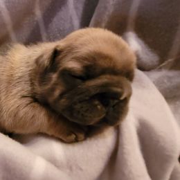 French Bulldog Puppies from 4 Leaf Frenchies