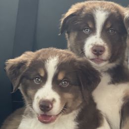 Miniature Australian Shepherds from Country Charm Mini Aussies