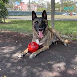 Scooter - Belgian Malinois