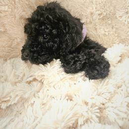 Starlight  (3000) - Black female Poodle puppy in Salt Lake City, Utah from Premier Paws
