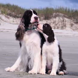 English Springer Spaniels from Ebenezer Valley ESS