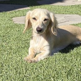 Dachshunds and Goldendoodles from Schmidt’s Doxies N Doodles