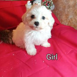 Bichon Frise Puppies from Jawoofski's Bichons