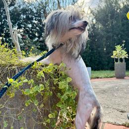 Dhanvin - Sable male Chinese Crested puppy in Lutz, Florida from Halcyon Chinese Cresteds