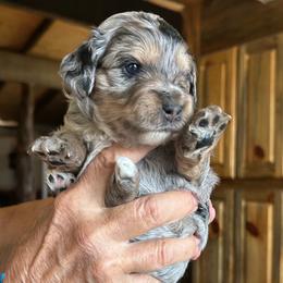 Monica, 3 weeks old - Merle female Cockapoo puppy in Crawford, Colorado from Saddle Mountain Doodles