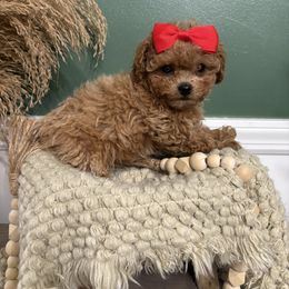 Salem - Red male Maltipoo puppy in Philadelphia, Pennsylvania from HMH’s Boxers, Maltipoos & Cavaliers