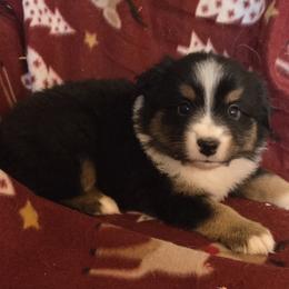 Cisco - Black tri male Miniature American Shepherd puppy in Goldendale, Washington from Amulet Charm