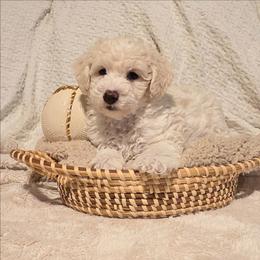Frosty - Parti male Goldendoodle puppy in Gunnison, Utah from Curls and Camo Pups