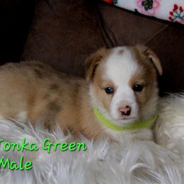 Green Male - White and red male Pembroke Welsh Corgi puppy in Wayne City, Illinois from Lash Livestock & Corgis