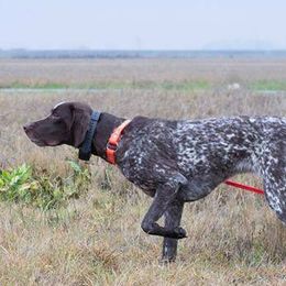 German Shorthaired Pointers from Coleman Creek Kennel