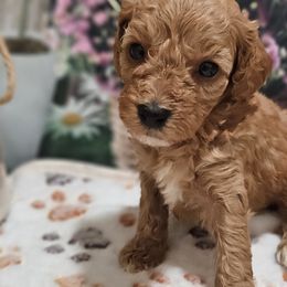Aussiedoodles, Cavalier King Charles Spaniels, Cavapoos, and Poodles from Leerose Puppies