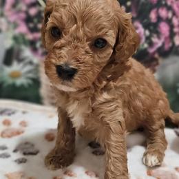 Aussiedoodles, Cavalier King Charles Spaniels, Cavapoos, and Poodles from Leerose Puppies