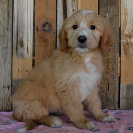 Cascade - Teal Collar - Apricot female Goldendoodle puppy in Macedon, New York from Toodles Goldendoodles
