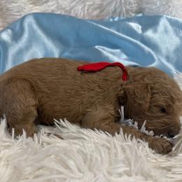 Red boy - Red  male Poodle puppy in Bowling Green, Kentucky from Ritzy Red Poodles