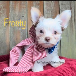 Frosty - Yorkshire Terrier