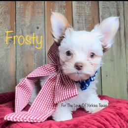 Frosty - Yorkshire Terrier