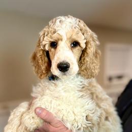 Raccoon - dark blue collar - Parti male Poodle puppy in Peyton, Colorado from Fuzzybottoms Ranch LLC