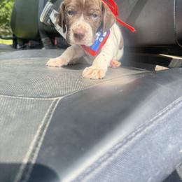 Male 2 - Liver and white male German Shorthaired Pointer puppy in Axtell, Texas from Texas German Shorthaired Pointers