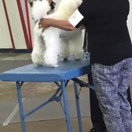 Blu - Poodle