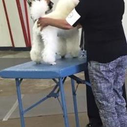 Blu - Poodle