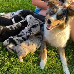 Australian Shepherds from Five Oaks Aussies