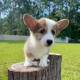 Muffin - Red and white male American Corgi puppy in Florida from Sunrise Corgis