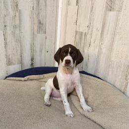 Liver and white female - Liver and white female German Shorthaired Pointer puppy in Caro, Michigan from Freemans' GSP's
