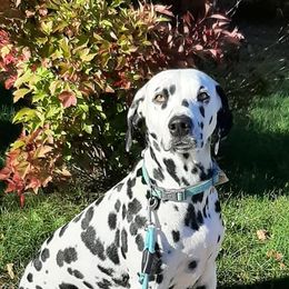 Dalmatians from Mary's Dalmatians