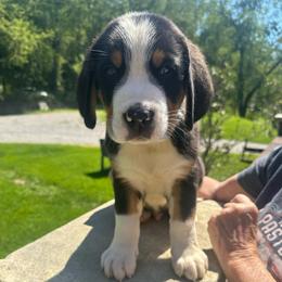Boy 5 - Black, white and red male Greater Swiss Mountain Dog puppy in Lower Burrell, Pennsylvania from Polyanna’s GSMD