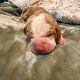 Carl - Red and white male Basset Hound puppy in Bellaire, Ohio from Blessed Bassets