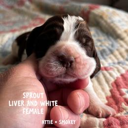 Sprout - Liver and white female English Springer Spaniel puppy in Tupalo, Mississippi from Butterfield Trail Farm