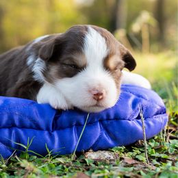 Feta - Red tri-color female Miniature American Shepherd puppy in Groesbeck, Texas from Empire Miniature American Shepherds