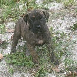 Ziti - Brindle male Great Dane puppy in Lehigh Acres, Florida from Florida Wrinkles