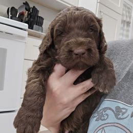 Captain - male Newfypoo puppy in Mckenzie, Tennessee from Small Town Doodles & Poodles