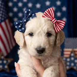 Dancer - Cream female Goldendoodle puppy in Clifton, Arizona from Denim & Doodles