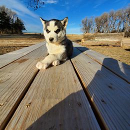 Siberian Husky Puppies from Haskins Huskies