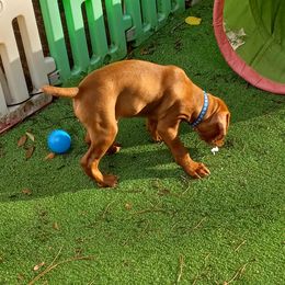Vizsla Puppies from Char's Vizslas