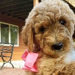 Girl 7 - Brown Bernedoodle puppy in Columbia, Missouri from Silver Creek Pups