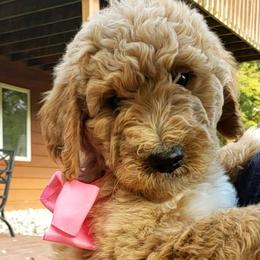 Girl 7 - Brown Bernedoodle puppy in Columbia, Missouri from Silver Creek Pups