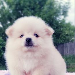 French Bulldog and Pomeranian Puppies from Purrs N Poms