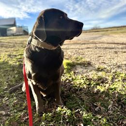 Rip - Labrador Retriever
