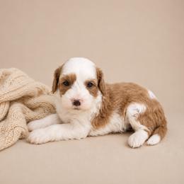 John - Red  male Goldendoodle puppy in Floyd, Virginia from Hearts and Paws Poodles and Doodles