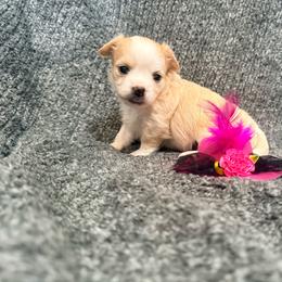 Selena - Cream female Chihuahua puppy in Seneca, Missouri from Stephanie’s Puppy Colony