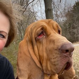 Bloodhounds from Bluehaven Bloodhounds